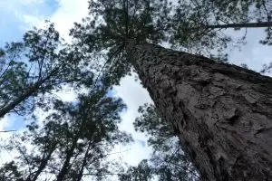 Alabama forest products