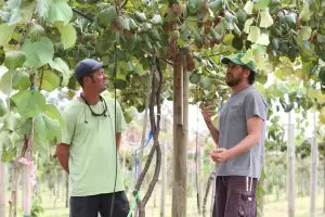 Golden kiwifruit Alabama