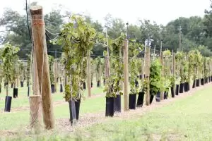 Alabama golden kiwifruit