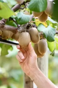 Alabama golden kiwifruit