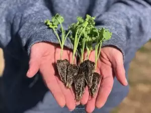 Alabama farming
