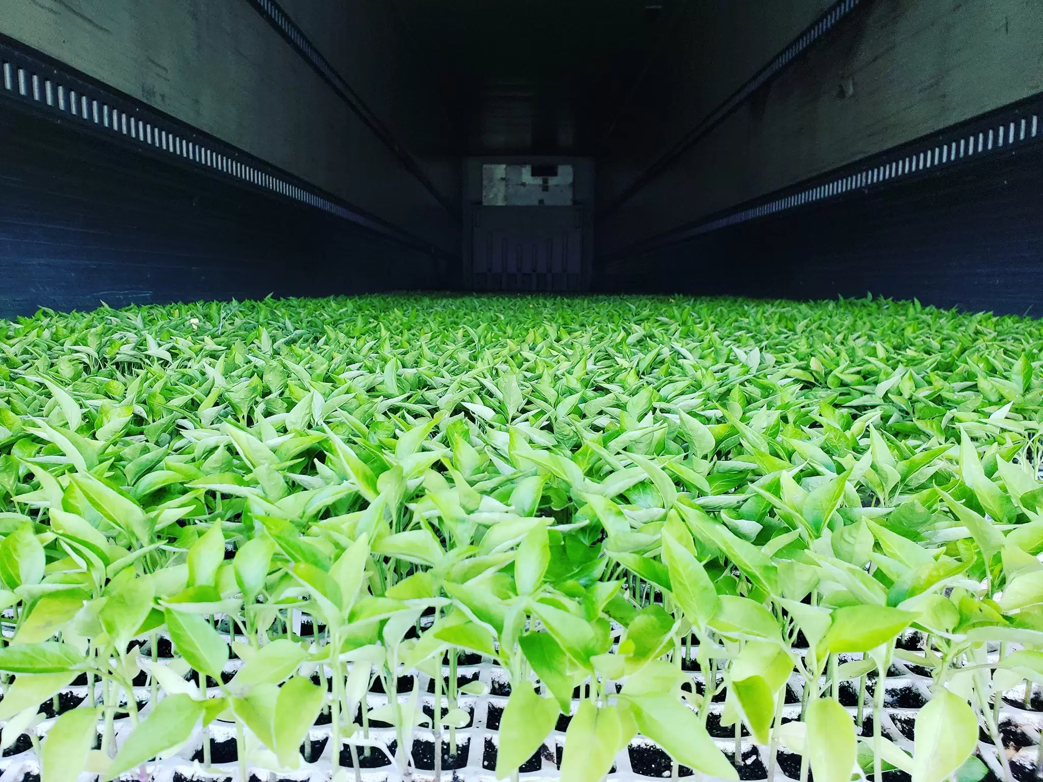 Macon County organic farmer cultivates ambitions with ag startup