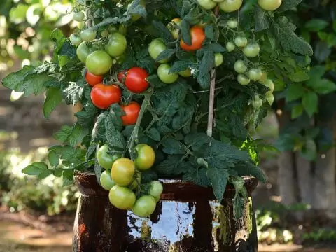 Bonnie Plants opens expanded greenhouse facilities after Alabama expansion