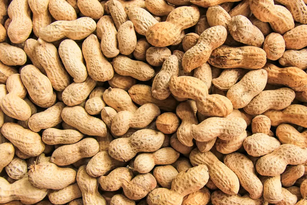Alabama researchers focus on peanut genome to improve harvests