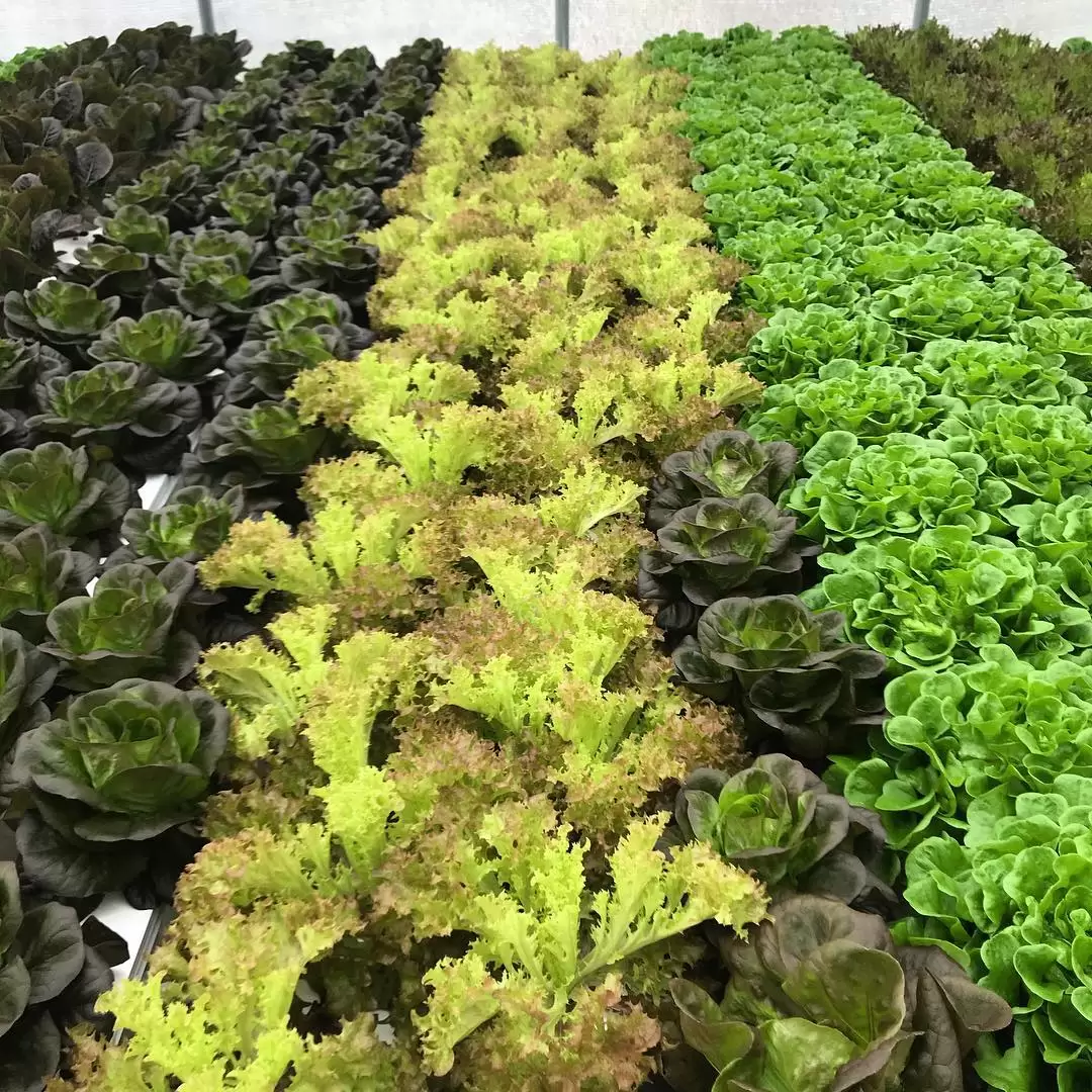 HudsonAlpha AgTech Accelerator launches with first start-up class