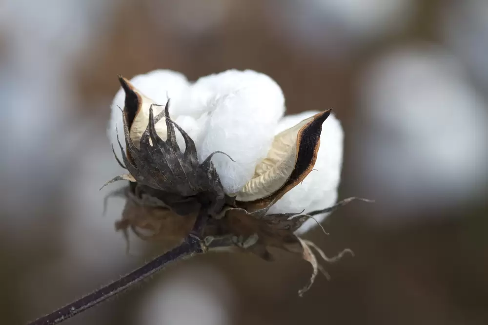 Impact of Alabama agriculture, forestry industries tops $70 billion