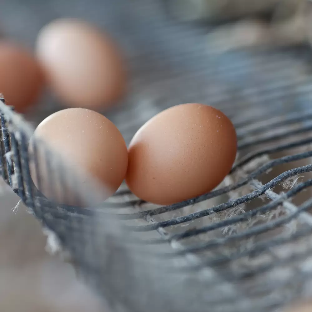 Alabama poultry industry provides $10 billion boost to state economy