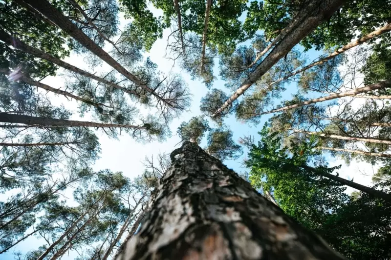 Looking up at tall trees in a forest.